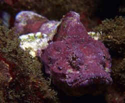 Baby purple stonefish in Taiwan.. first day with FUJI E90... by Alex Tattersall 